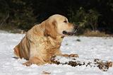 GOLDEN RETRIEVER 778